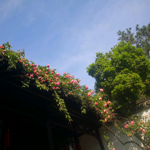 瘦西湖养花人 头像