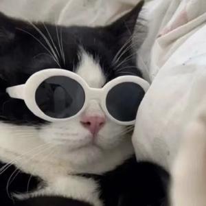 睿智的小猫有话说 头像