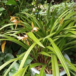 乡村吴哥创业 头像