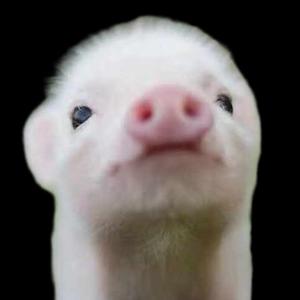 河北省抬杠中心主任 头像