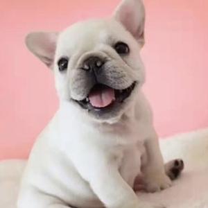 安欣逛狗市 头像