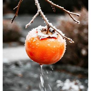 雪狮短剧中心头像
