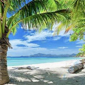 椰风海韵2023 头像