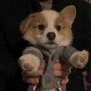 自在豁达玛卡巴卡 头像