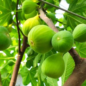 八零后农村牛 头像