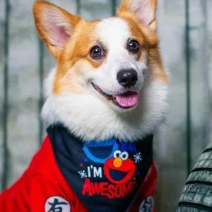 视听说砖家 头像