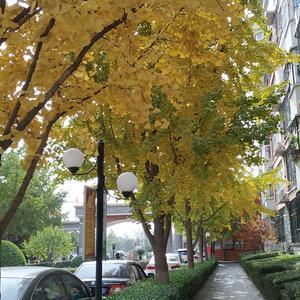 九笑爱生活 头像