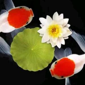 冀衡民生