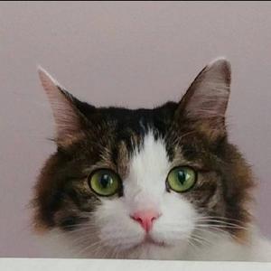 晴天猫咪 头像