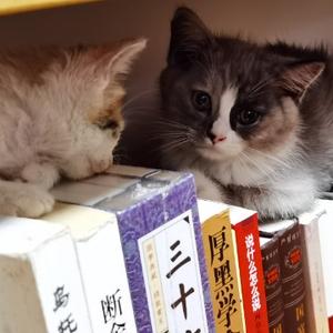 爱猫的读书人