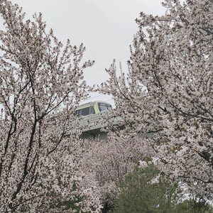 嵩泽桦头像