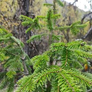 小叔叔露营记 头像