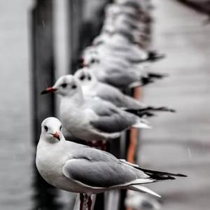 元宇宙中的文以载道 头像