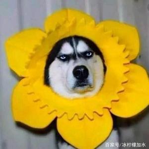 三位线ol 头像
