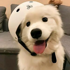 凉玙Rolling 头像