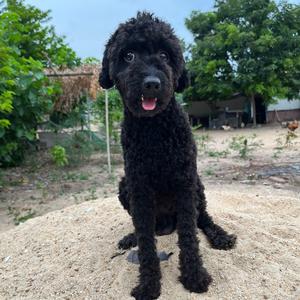 崽崽·贝贝 头像