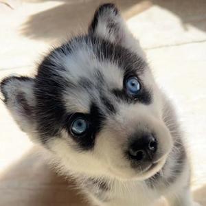 哎呀是饭团呀 头像