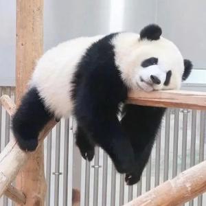 豁达又淡泊的熊猫 头像