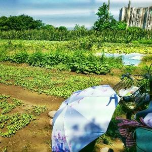 云朵朵的菜