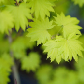 小米的枫树花园头像