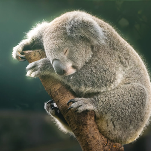 爱睡觉Koala 头像