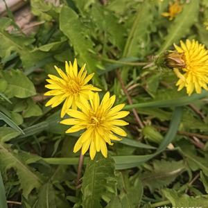 农村的故事 头像