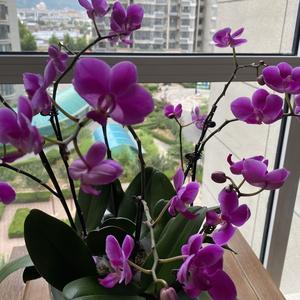 奇幻小鱼smL