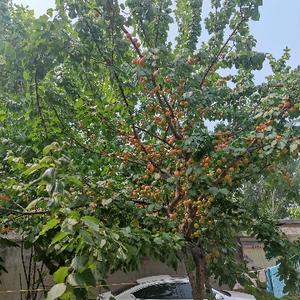 高报云平台 头像