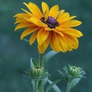 运筹帷幄青山p3 头像