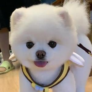 喜庆的旭日ALy 头像