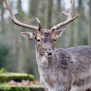 爱智慧的石头 头像