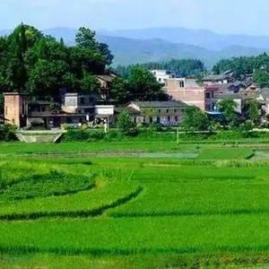 修电脑的农村小哥 头像