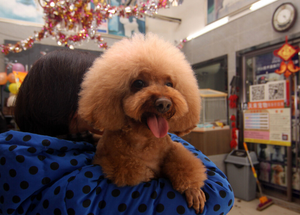 21世纪狗狗评论 头像