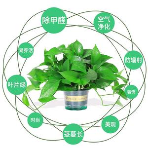 花盛美绿植花卉园艺场头像