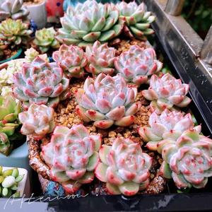 来自江苏的嘟嘟 头像