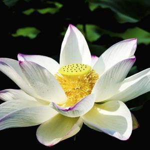 不染看影视也聊情感 头像