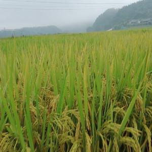 怀旧的放牛娃 头像