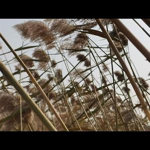 夜幕下遐想的思绪 头像