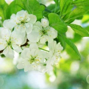 一缕晨光映斜阳 头像