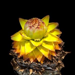 潮花喜拾0P2V