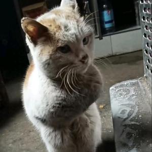 灿儿麻麻的大壮壮 头像