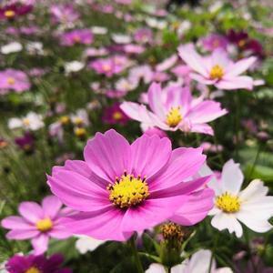 颖妈育儿记 头像