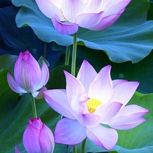 百灵鸟D8iY 头像