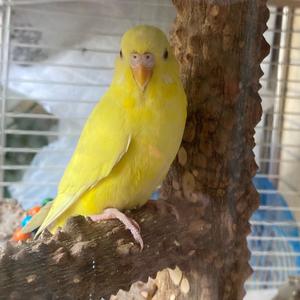 随便的萌宠吖 头像