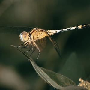 番茄110906011369 头像