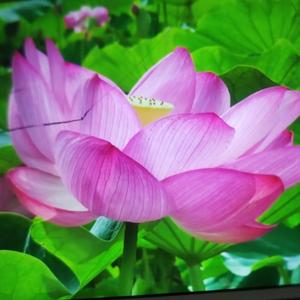 往后余生安存 头像