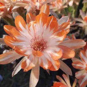 荒漠肉植记 头像