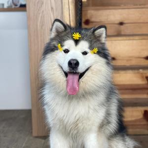 啰嗦与哈喽 头像