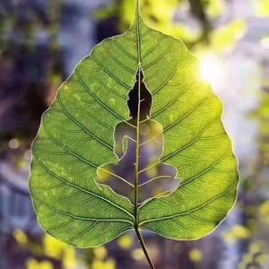 杨铠斓 头像