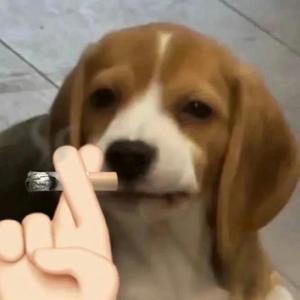 一往直前的正二 头像